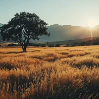 Ethereal Sunset Silhouette